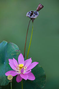 Close-up of purple flower