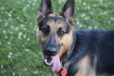 Close-up portrait of a dog