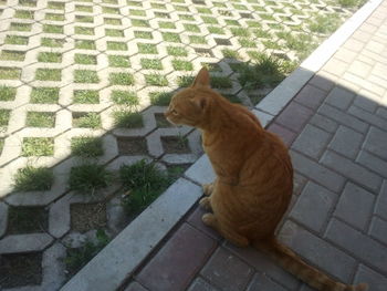 High angle view of cat sitting on floor