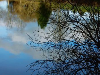 Reflection of trees in lake