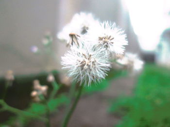 Close-up of white dandelion flower