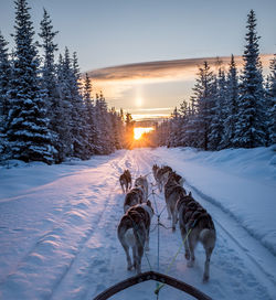 Sled dogs on snow covered landscape during sunset
