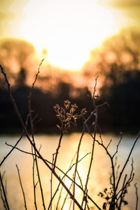 Close-up of silhouette plants on field against sky during sunset