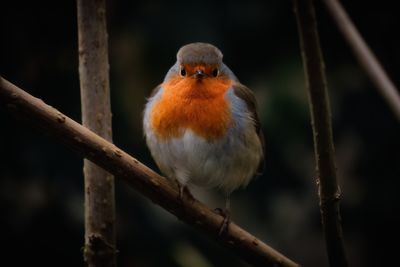 Close-up of bird perching on branch