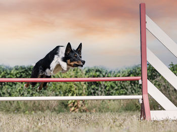 Portrait of dog on field