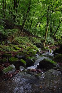 Stream flowing through rocks in forest