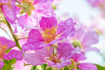 Close-up of pink flowering plant