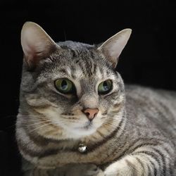 Close-up portrait of a cat