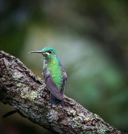 Close-up of bird perching on branch