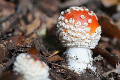 Close-up of fly agaric mushroom on field