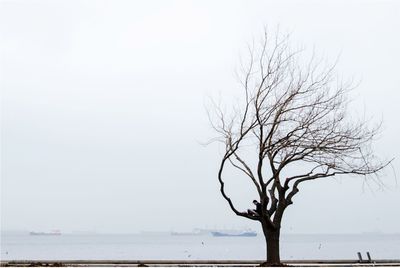 Bare tree by sea against clear sky