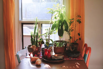Potted plants on table at home