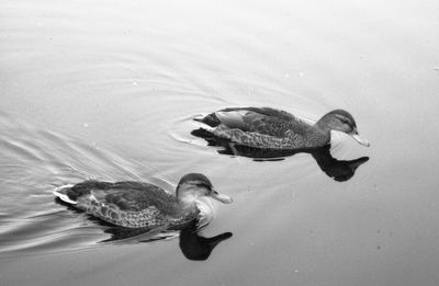 Duck swimming in lake