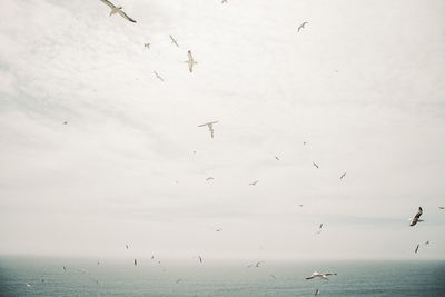 Seagulls flying over sea