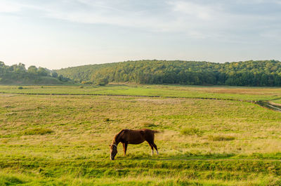 Brown horse on meadow background of green forest under blue sky. beautiful rural landscape.