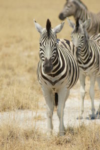 Zebras standing in a field