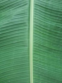 Full frame shot of green leaf