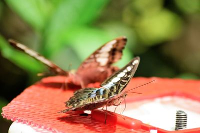Close-up of butterfly pollinating flower