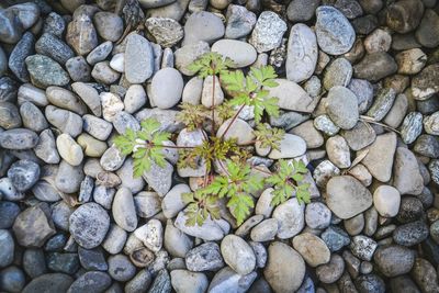 Full frame shot of pebbles