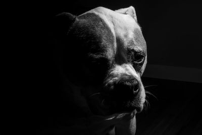 Close-up of dog in darkroom