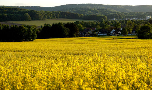 Scenic view of oilseed rape field