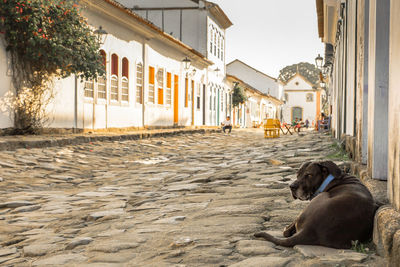 Dog resting on roadside by building in city