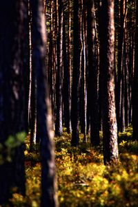 Close-up of trees in forest