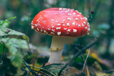 fungus
