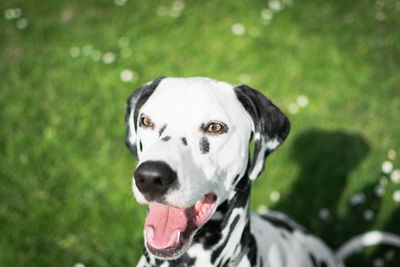 High angle view of dog