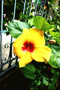 Close-up of yellow flower in pot