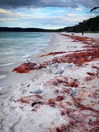 View of birds on beach
