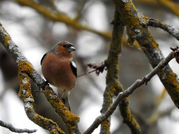 Close-up of bird perching on branch