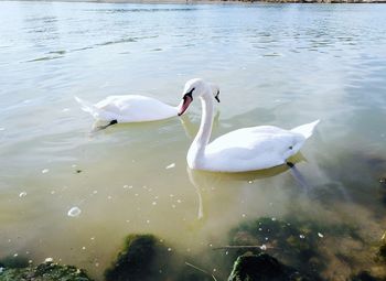 Swans swimming in lake