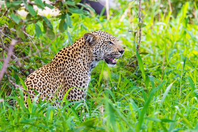 Close-up of sitting leopard in the grass