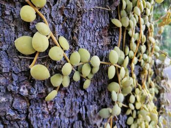 Close-up of grapes growing on tree trunk