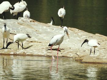 Black-headed ibises and white stork at lakeshore