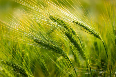 Close-up of wheat growing on field