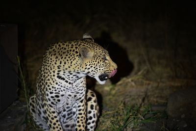 Close-up of a cat looking away