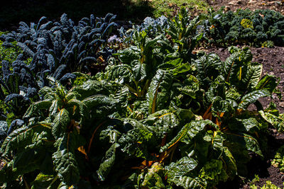 High angle view of plants growing on field