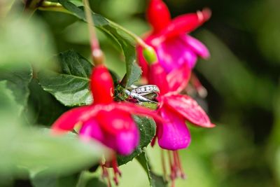 Close-up of insect on pink flower