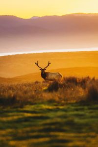 Deer on field against sky during sunset