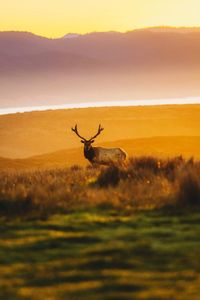 Deer on field against sky during sunset