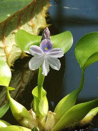 Close-up of flowers