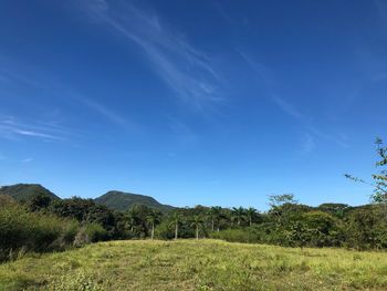 Trees on field against blue sky