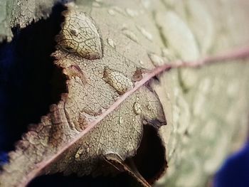 Extreme close up of leaf