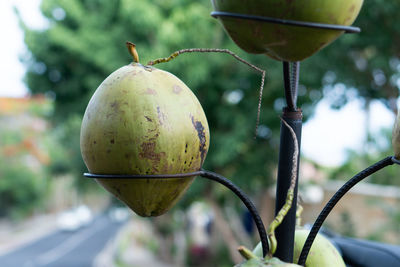 Close-up of fruit on tree