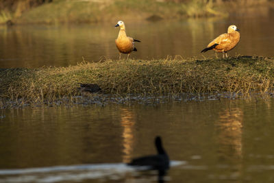 Ducks on a lake