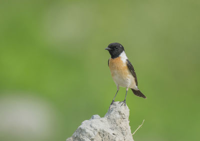 Close-up of bird perching on rock