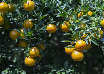 Fruits growing on tree