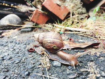 Close-up of snail on street